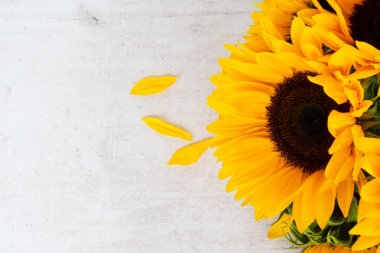 Beyaz üzerine ay çiçekleri