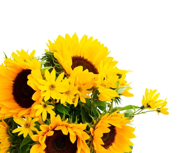 Sonnenblumen auf weiß — Stockfoto