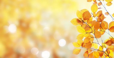 Titrek sonbahar yaprakları