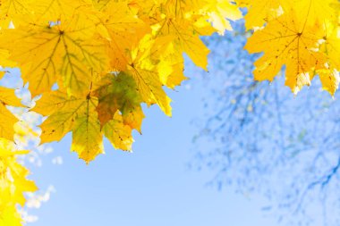 Sonbahar akçaağaç yaprakları