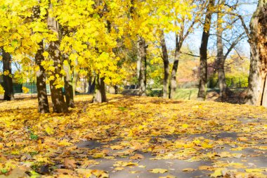 Titrek sonbahar yaprakları