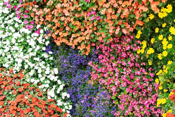 花の花びらの背景 — ストック写真