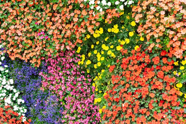 Flores pétalas fundo — Fotografia de Stock