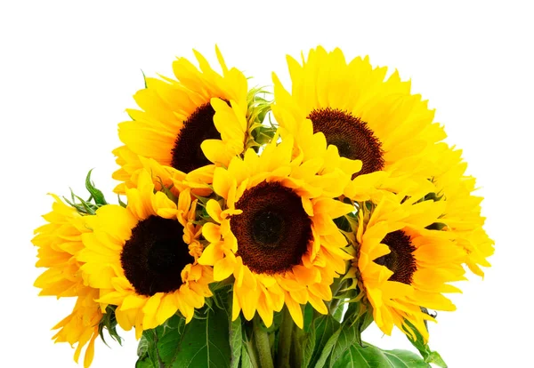 Girasoles sobre blanco — Foto de Stock