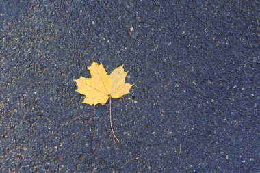 Sonbahar akçaağaç yaprakları
