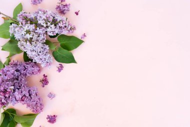 Taze leylak çiçekleri