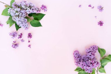 Taze leylak çiçekleri