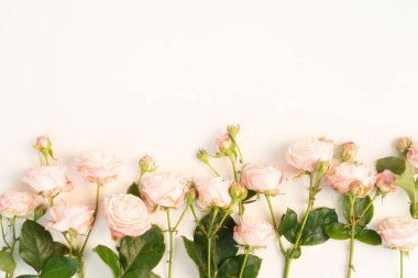 Ranunculus düz konum