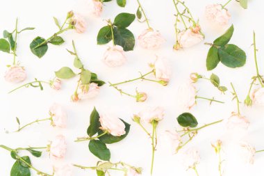 Ranunculus düz konum