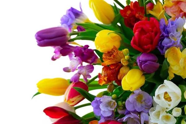 Friss tulipán virágok — Stock Fotó