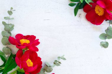 Taze şakayık çiçekleri