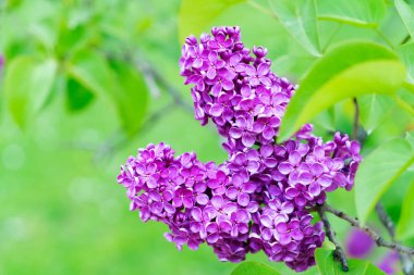 Çiçek açan leylak çiçekleri