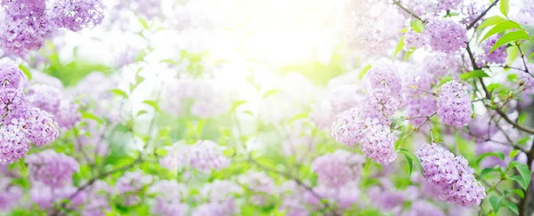Flores lilás florescentes — Fotografia de Stock