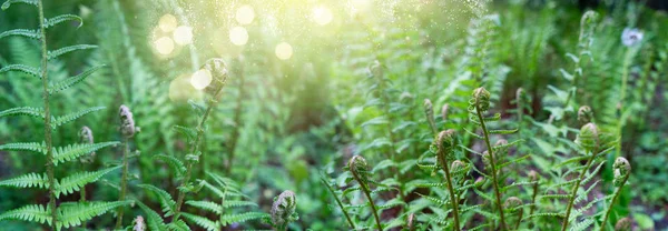 Groene fermspruiten onder de zon — Stockfoto