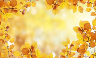 sonbahar yaprakları yeşil çim ile