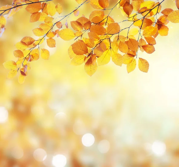 Follaje de otoño vibrante — Foto de Stock