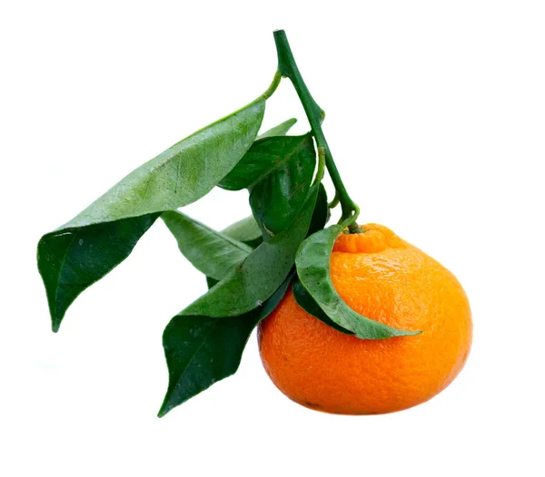 Friuts de mandarina con hojas — Foto de Stock