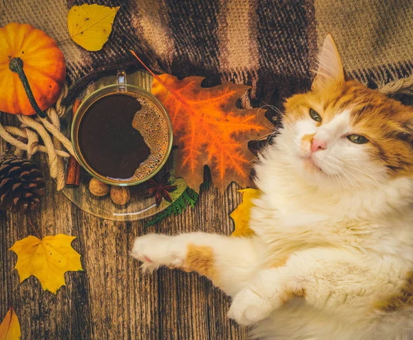 Gato perezoso duerme en otoño cuadros —  Fotos de Stock