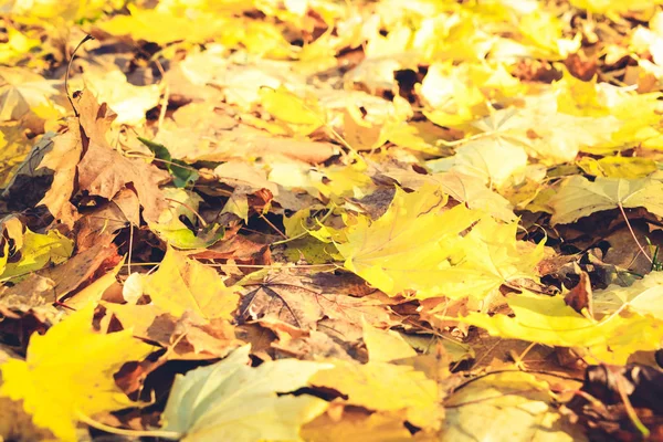 Lebendiges Herbstlaub — Stockfoto
