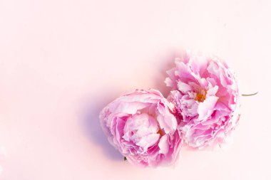 Taze şakayık çiçekleri