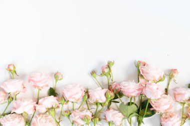 Ranunculus düz konum