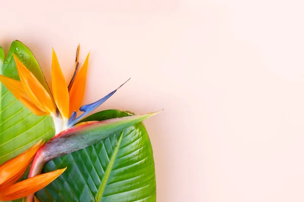 Summer flat lay scenery with strelizia flowers — Stock Photo, Image