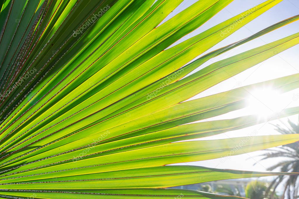 Tripical leaves background