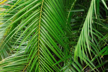 Tripical yaprakları arka plan