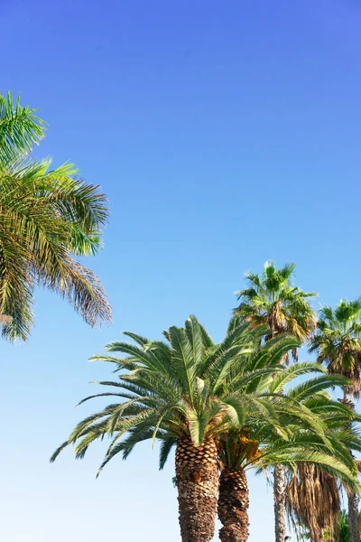 Palmas no céu azul — Fotografia de Stock