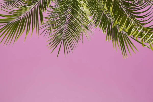 Palmas no céu azul — Fotografia de Stock