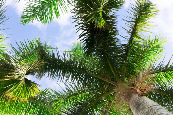 Palmen in blauem Himmel lizenzfreie Stockfotos