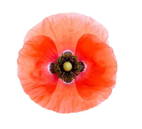 Rode papaver bloemen — Stockfoto