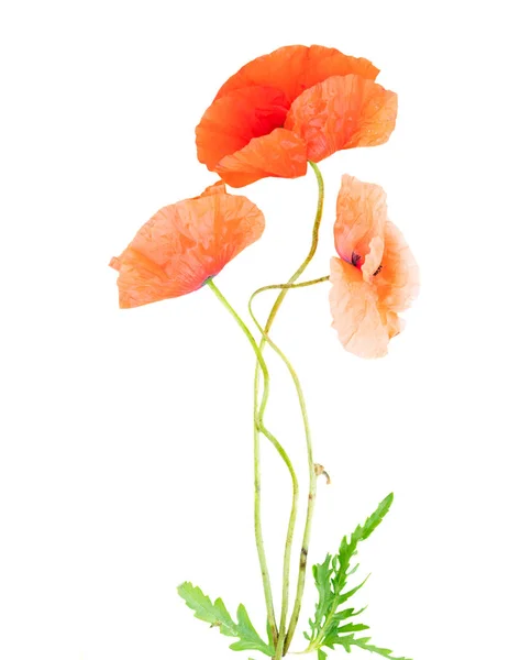 Rode papaver bloemen — Stockfoto