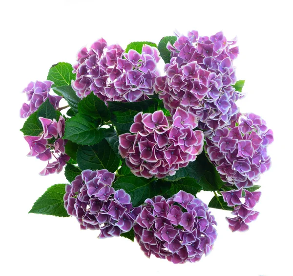 Фиолетовый цветок гортензии — стоковое фото
