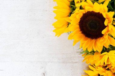 Beyaz üzerine ay çiçekleri