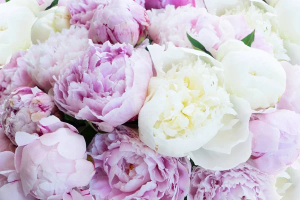 Fresh peony flowers