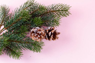 Evergreen twigs pink üzerinde