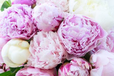 Taze şakayık çiçekleri