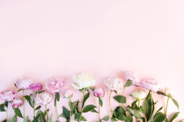 Taze şakayık çiçekleri