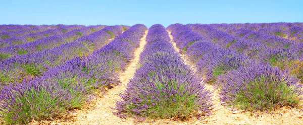 Lavendel fältbanderoll — Stockfoto