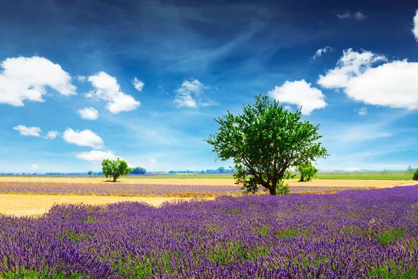 Lavendel fält och träd — Stockfoto