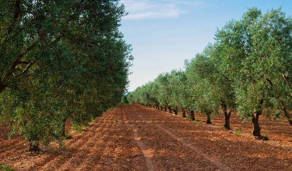 Olive tree rijen, Frankrijk — Stockfoto