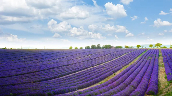 Lavendelfält under blå himmel — Stockfoto