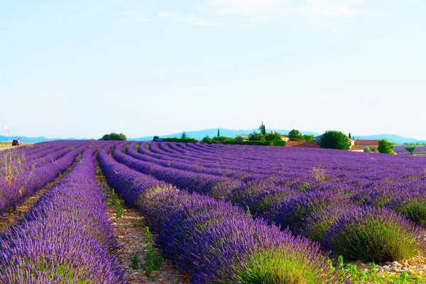 Lavendel blommande fält — Stockfoto