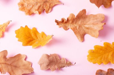 Sonbahar arkaplanından çıkar