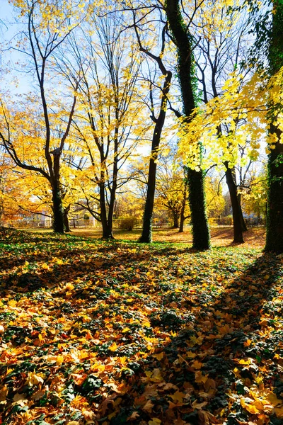 Živé podzimní listí — Stock fotografie