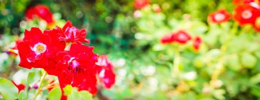 Güllü geniş web pankartı