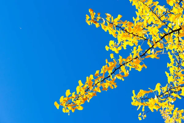 紅葉の秋 — ストック写真