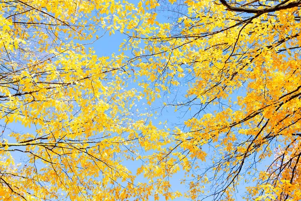 단풍나무 잎 — 스톡 사진