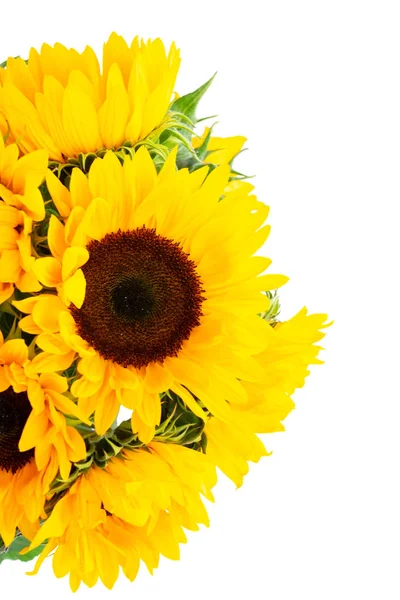 Sonnenblumen auf weiß — Stockfoto